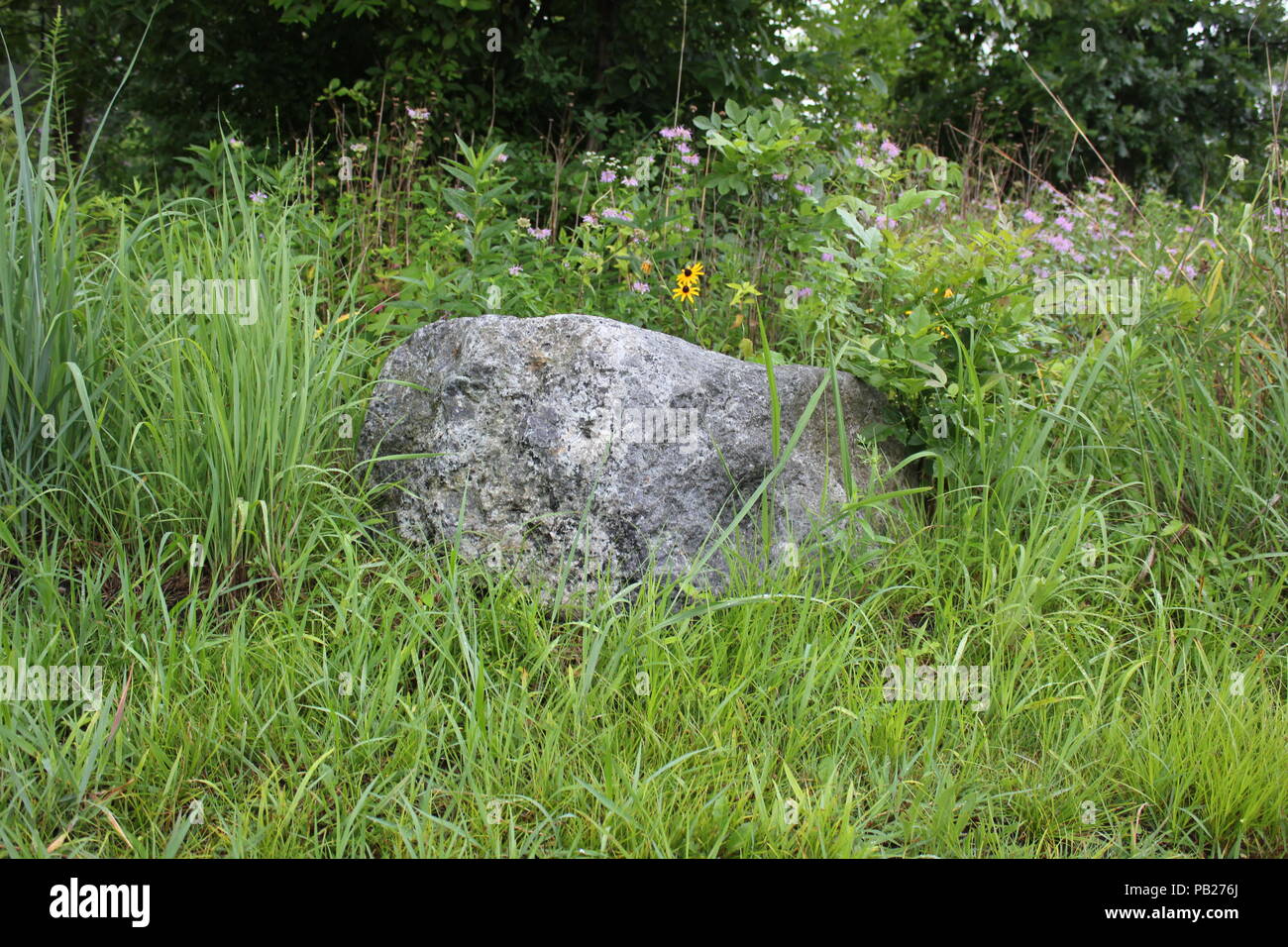 A single lone rock standing in the overgrown wild flower fields. Stock Photo