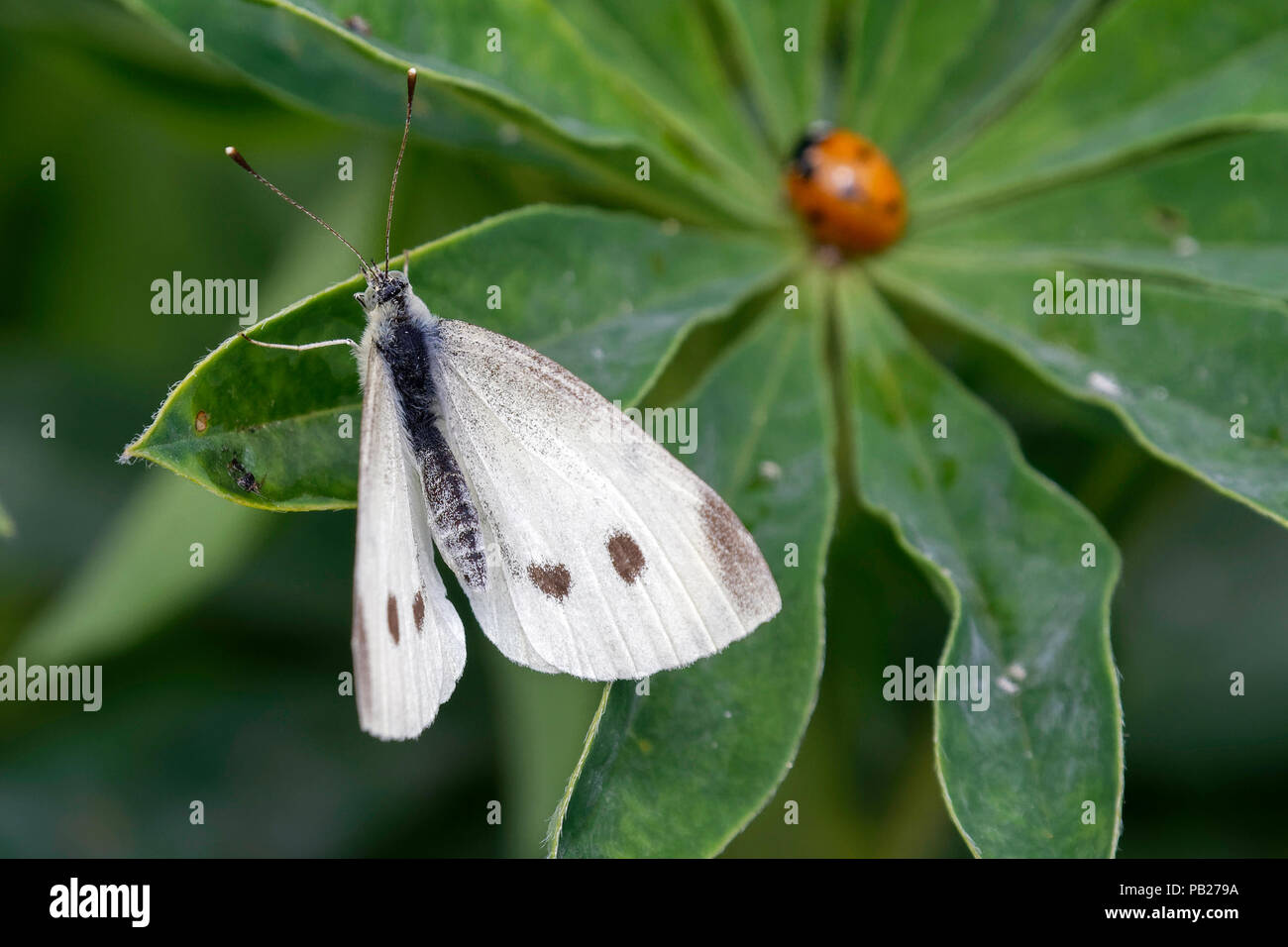 Female Large White butterfly resting on a lupin plant Stock Photo