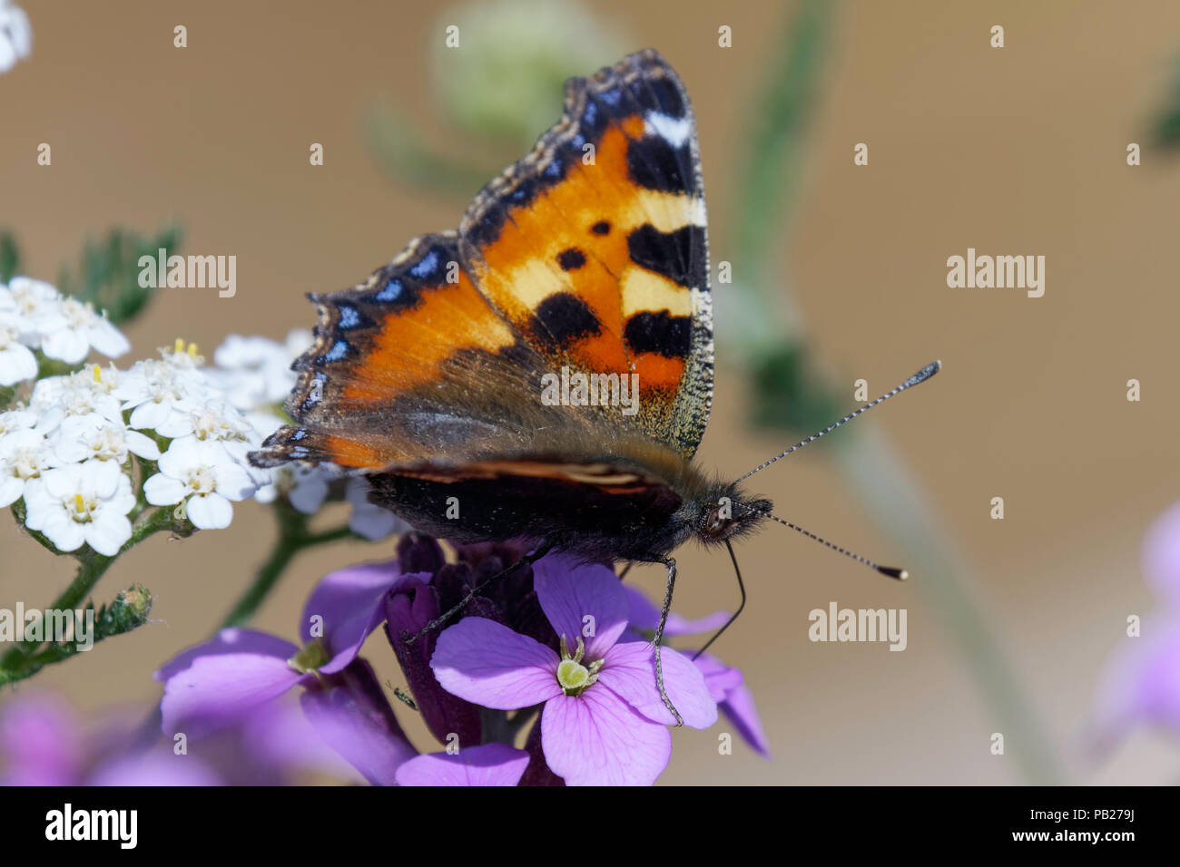 Small Tortoiseshell butterfly feeding on erysimum flower Stock Photo