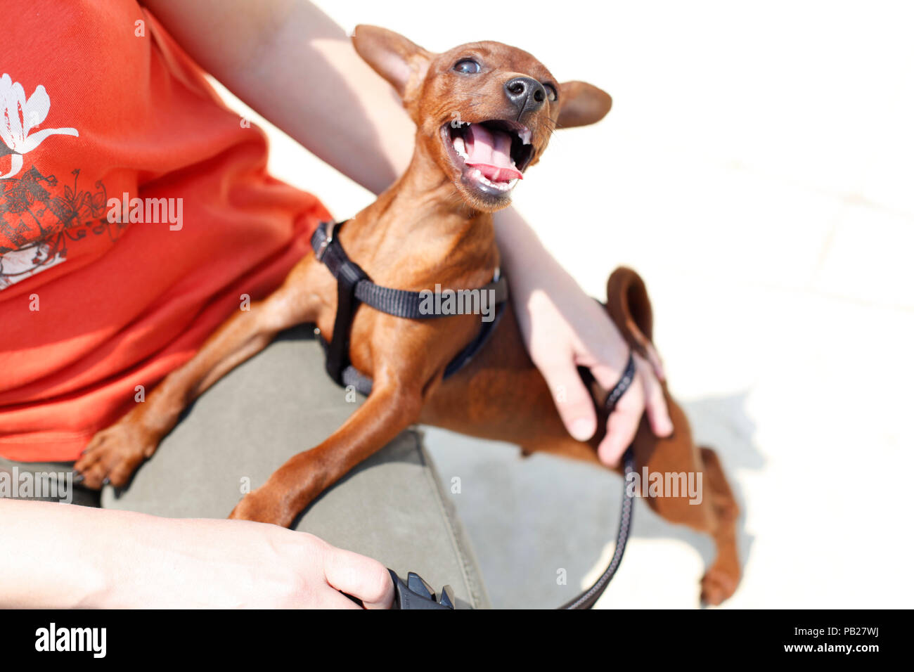 Stag red Miniature Pinscher Dog with uncropped ears wants to play Stock Photo