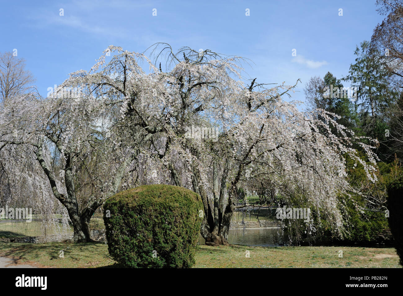 Cherry Blossom Trees at Lexington National Cemetery Stock Photo Alamy