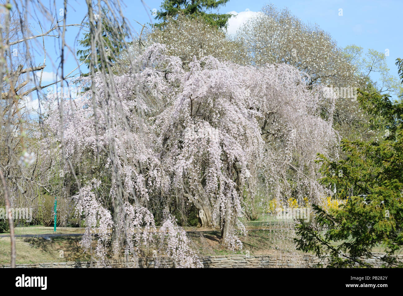 Cherry Blossom Trees at Lexington National Cemetery Stock Photo Alamy