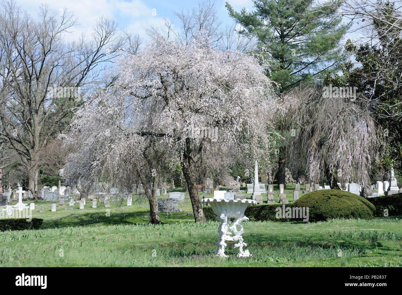 Cherry Blossom Trees at Lexington National Cemetery Stock Photo Alamy
