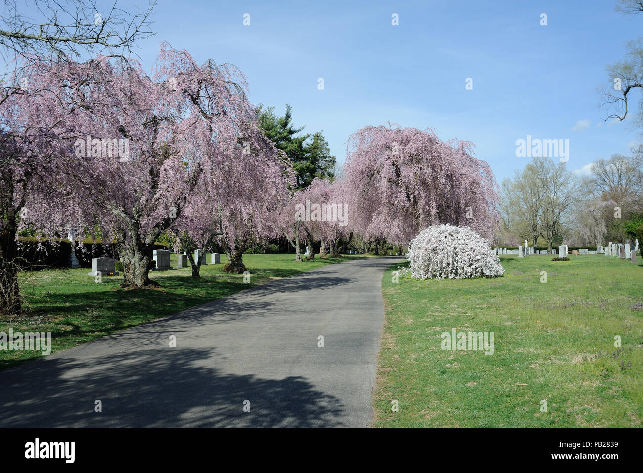 Cherry Blossom Trees at Lexington National Cemetery Stock Photo Alamy