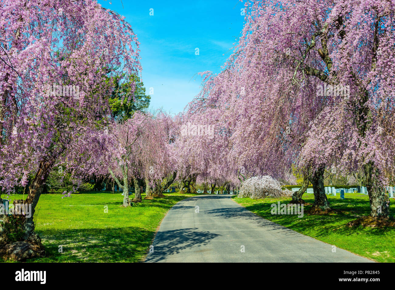 Lexington cemetery hires stock photography and images Alamy