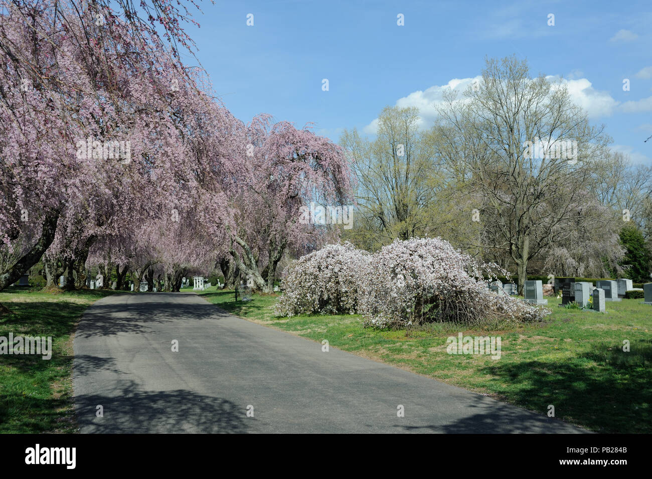 Cherry Blossom Trees at Lexington National Cemetery Stock Photo Alamy