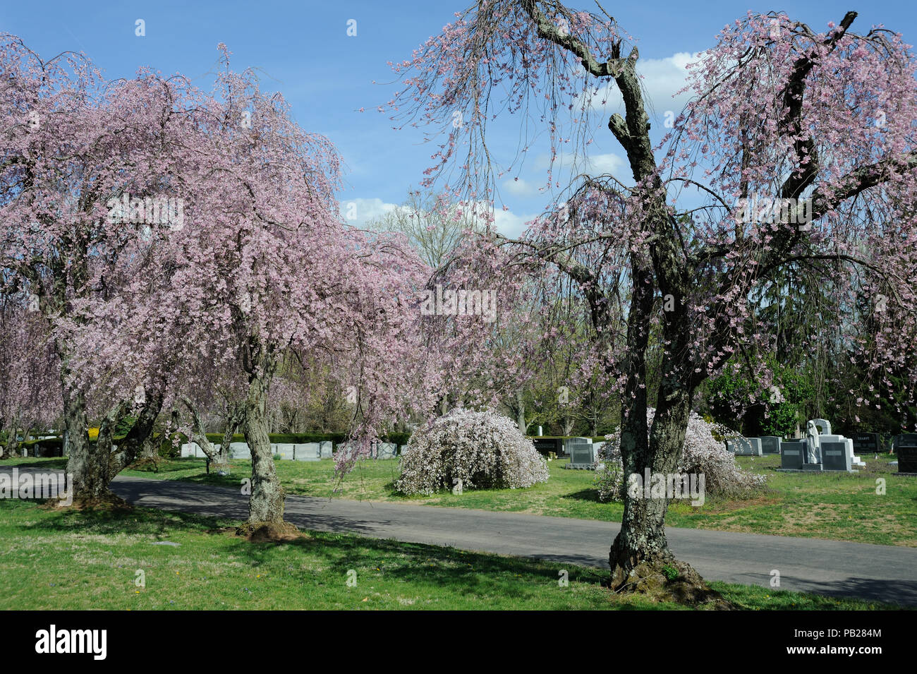 Cherry Blossom Trees at Lexington National Cemetery Stock Photo Alamy