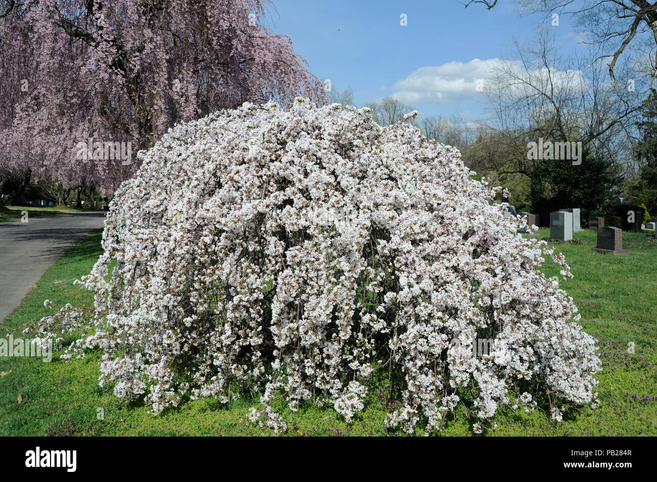 Cherry Blossom Trees at Lexington National Cemetery Stock Photo Alamy