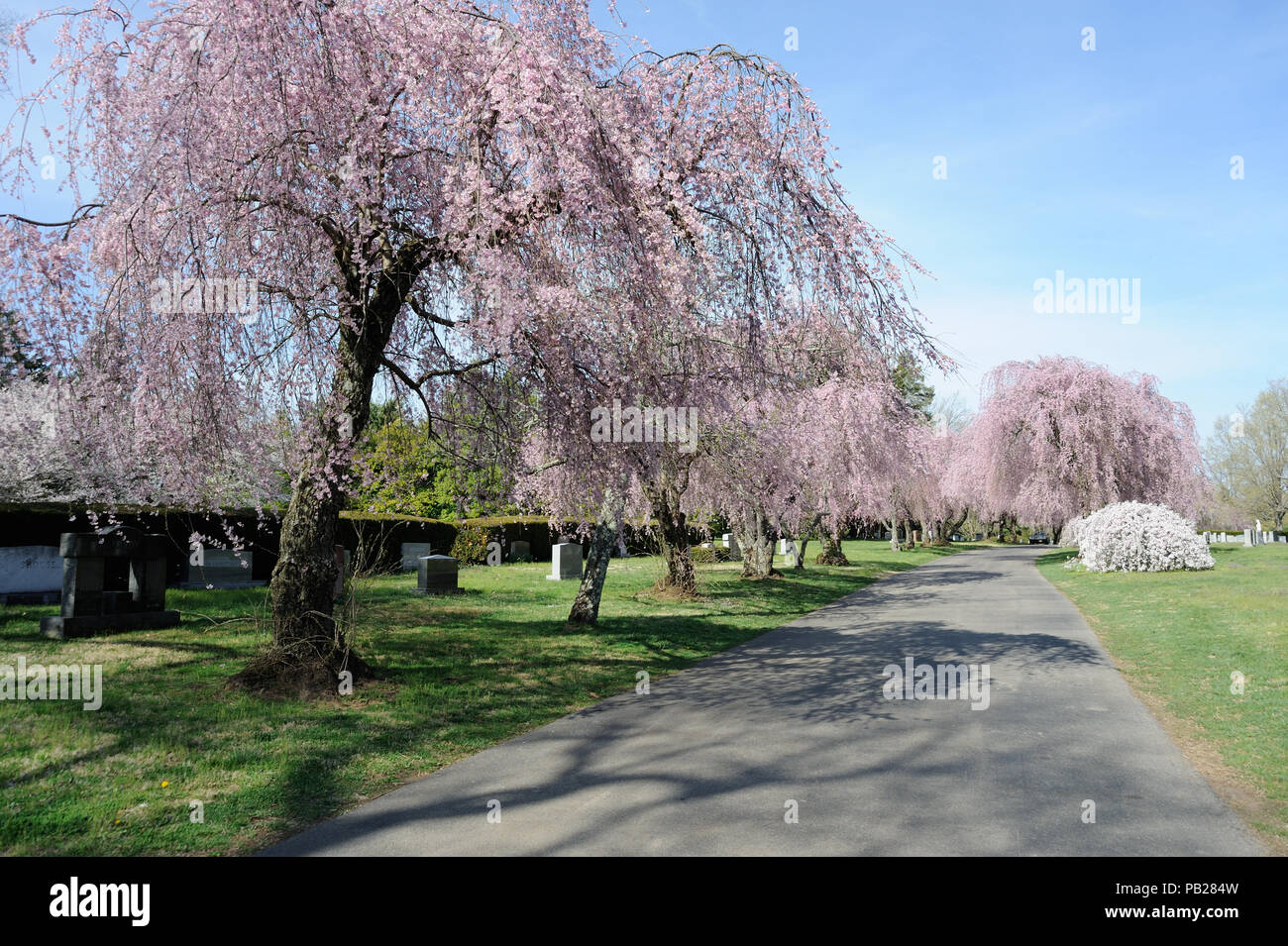 Cherry Blossom Trees at Lexington National Cemetery Stock Photo Alamy