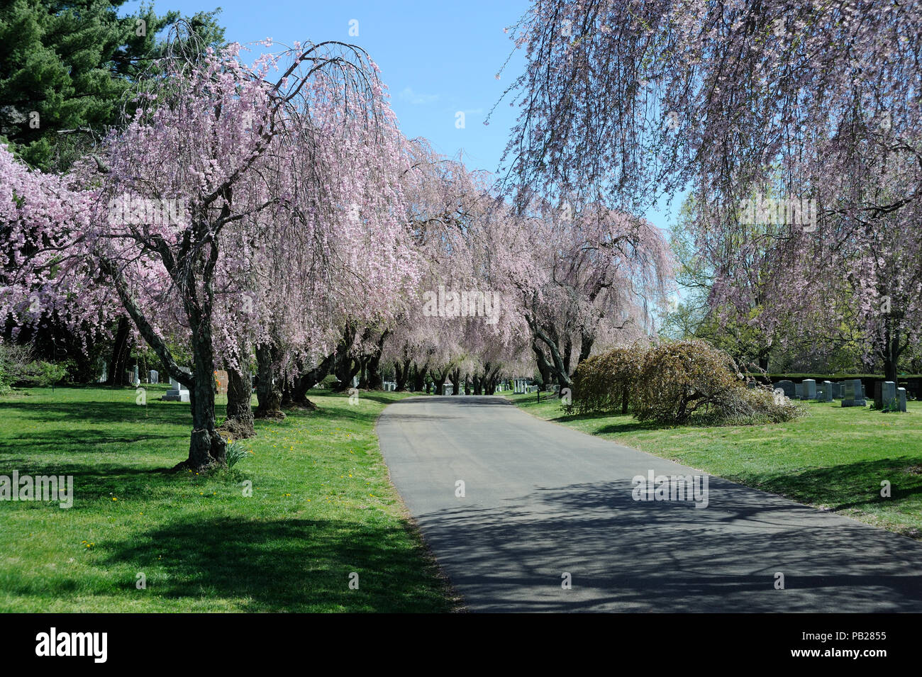 Cherry Blossom Trees at Lexington National Cemetery Stock Photo Alamy