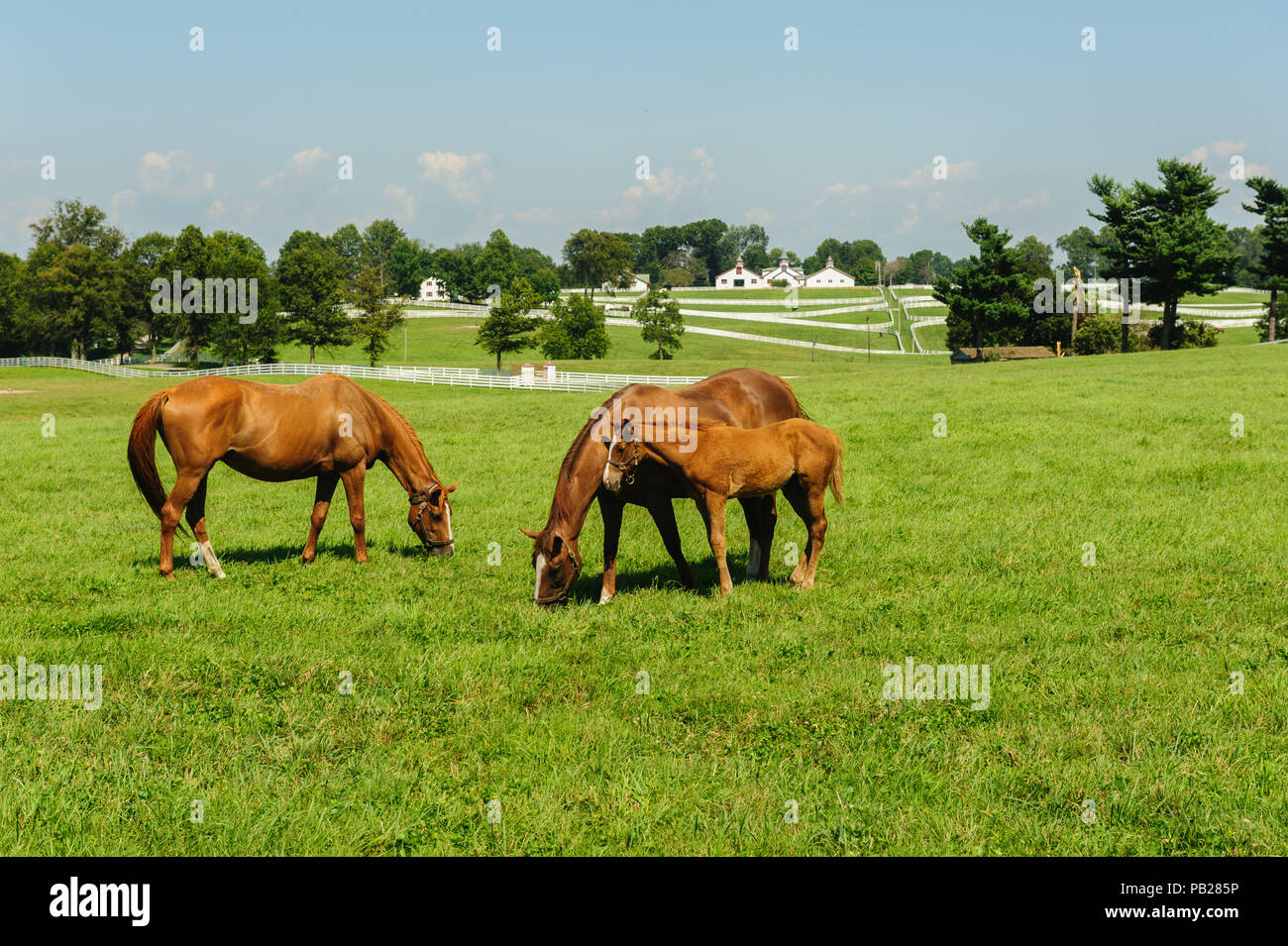 Kentucky Thoroughbred Horses Stock Photo Alamy