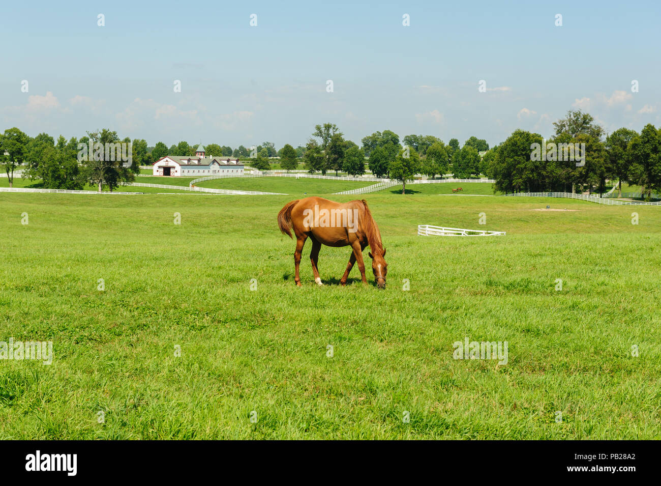 Kentucky Thoroughbred Horse Stock Photo Alamy
