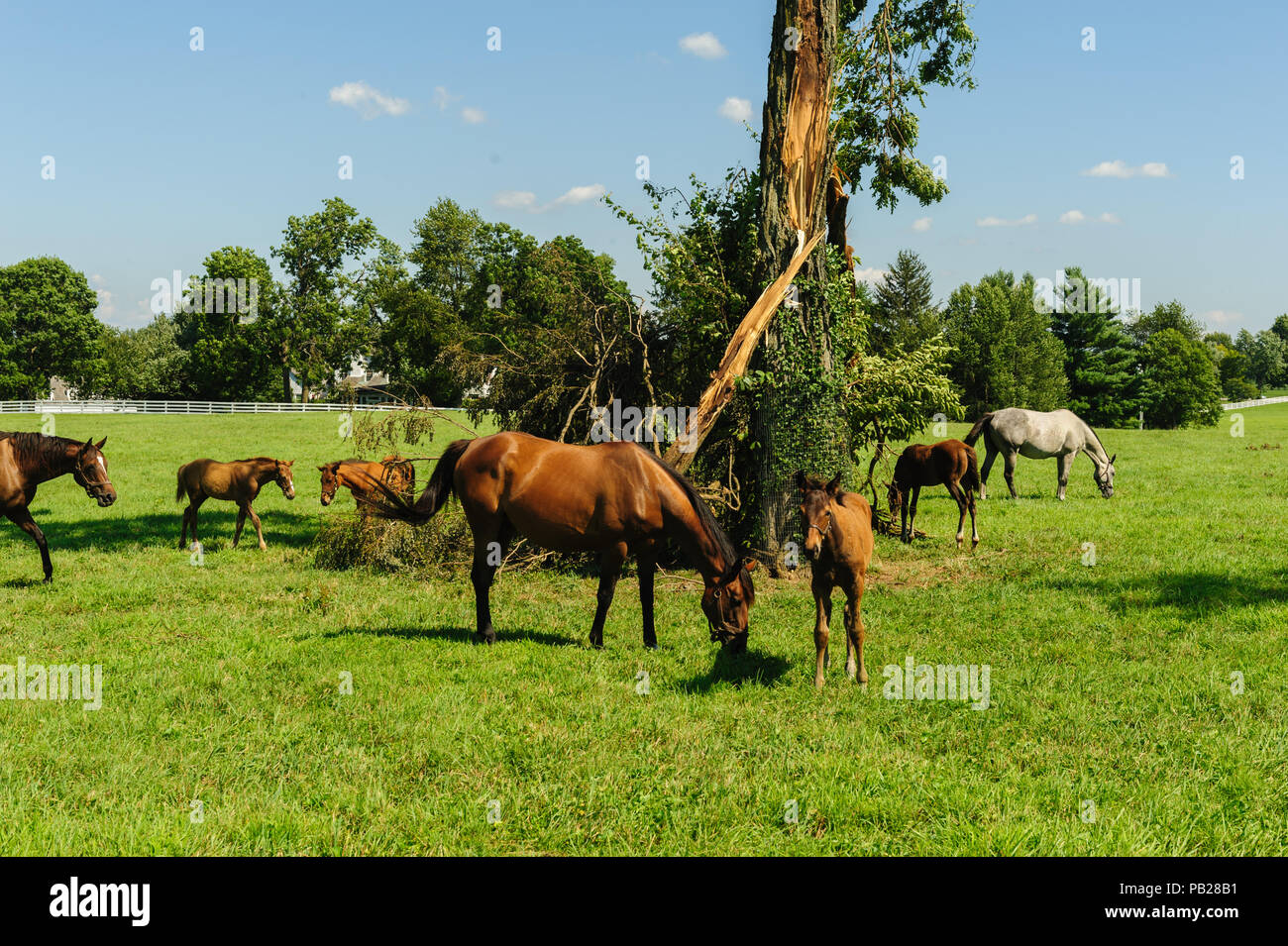 Kentucky thoroughbred hires stock photography and images Alamy