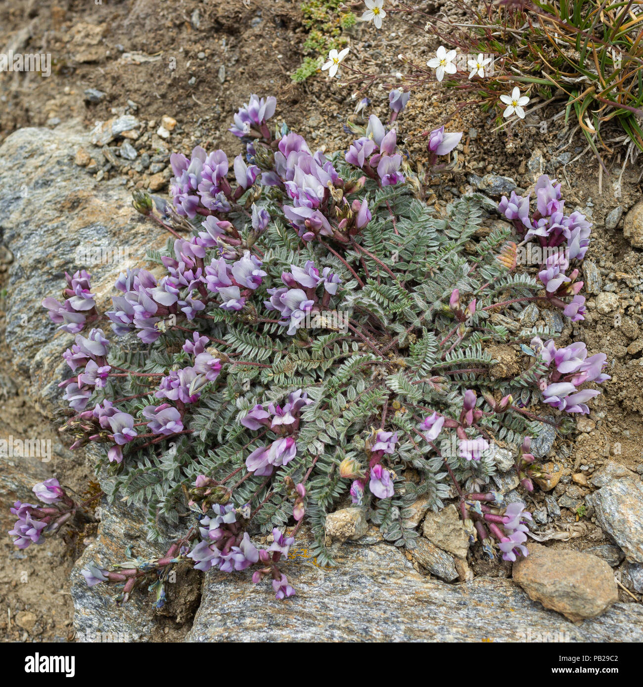 Alpine flower Oxytropis helvetica (Astragalus gaudinii ), Aosta valley, Italy. Photo taken at an altitude of 2700 meters. Stock Photo