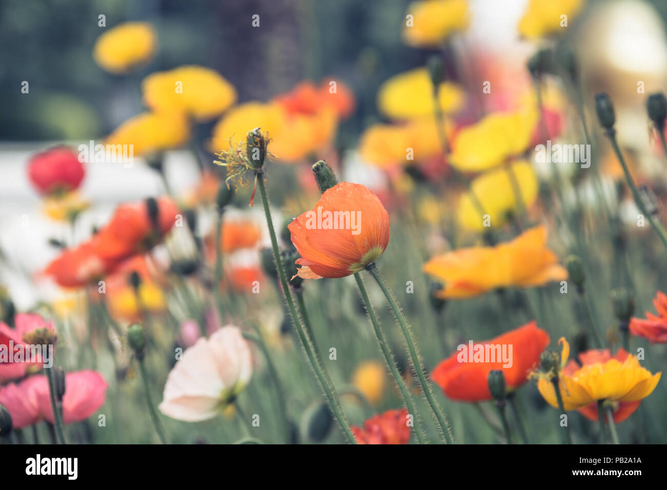 Corn poppy flowers open in spring Stock Photo - Alamy
