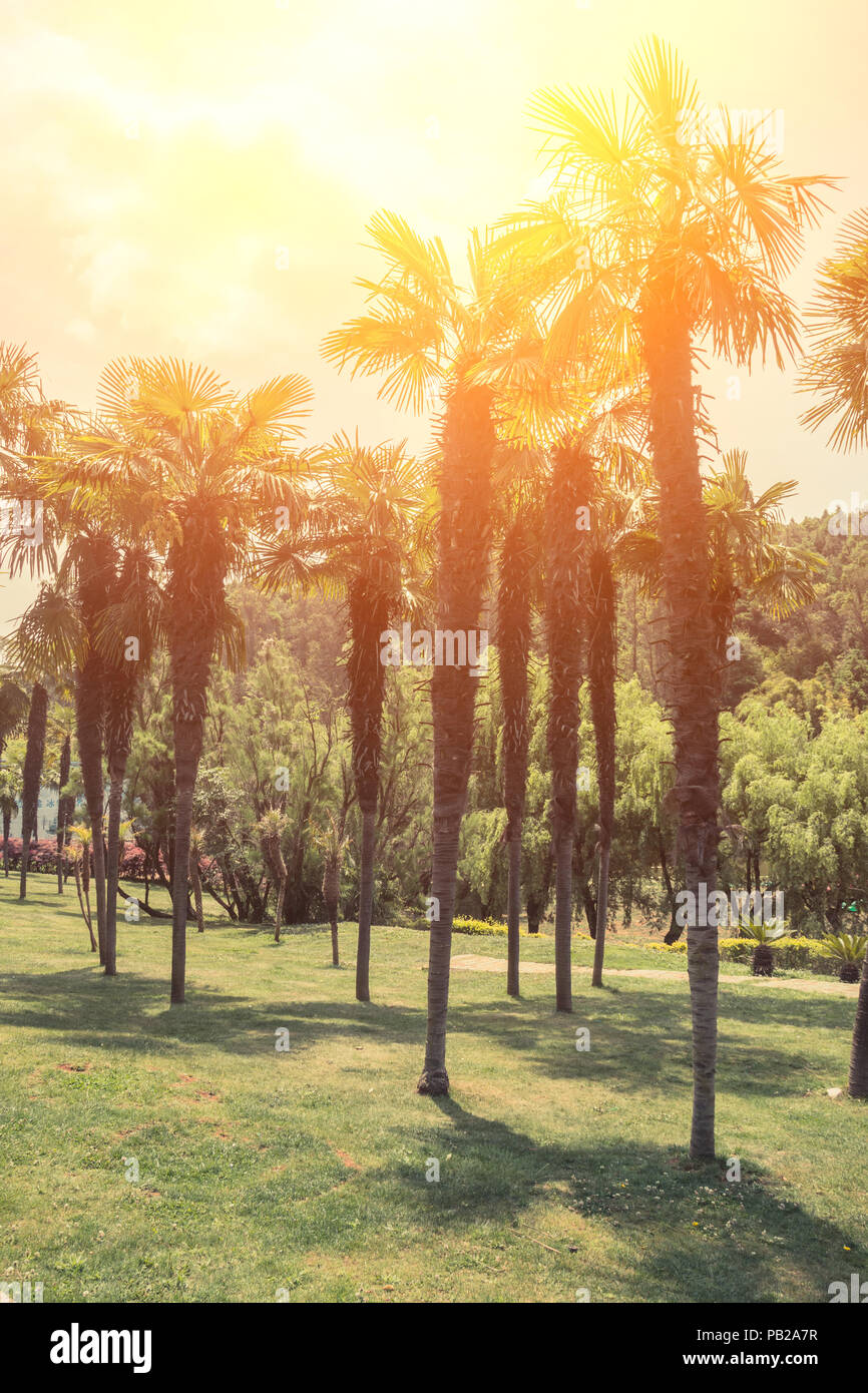 Palm trees and lawn Stock Photo