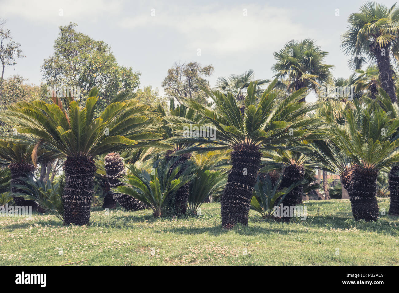 Palm trees and lawn Stock Photo