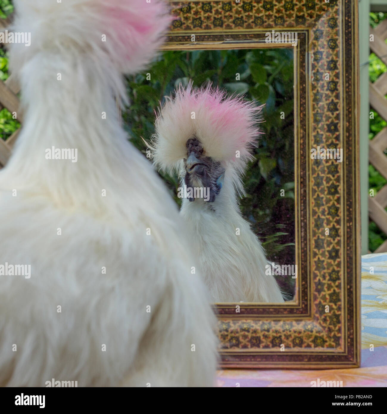 A fun silly portrait of fluffy chicken with pink hair admiring its self in mirror concepts of beauty, vanity and bad hair day Stock Photo