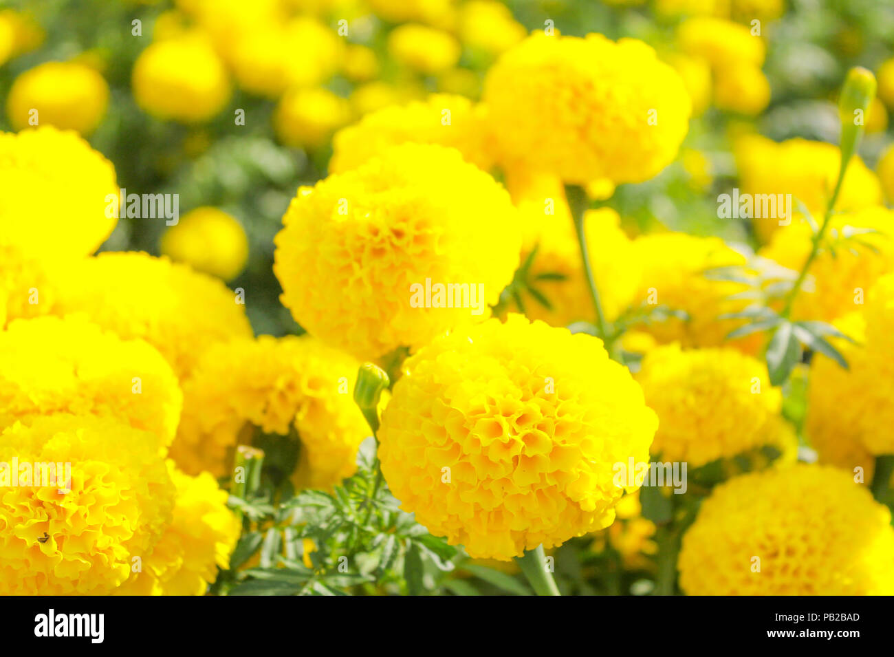 Mexican marigold flowers in garden, yellow flowers Stock Photo