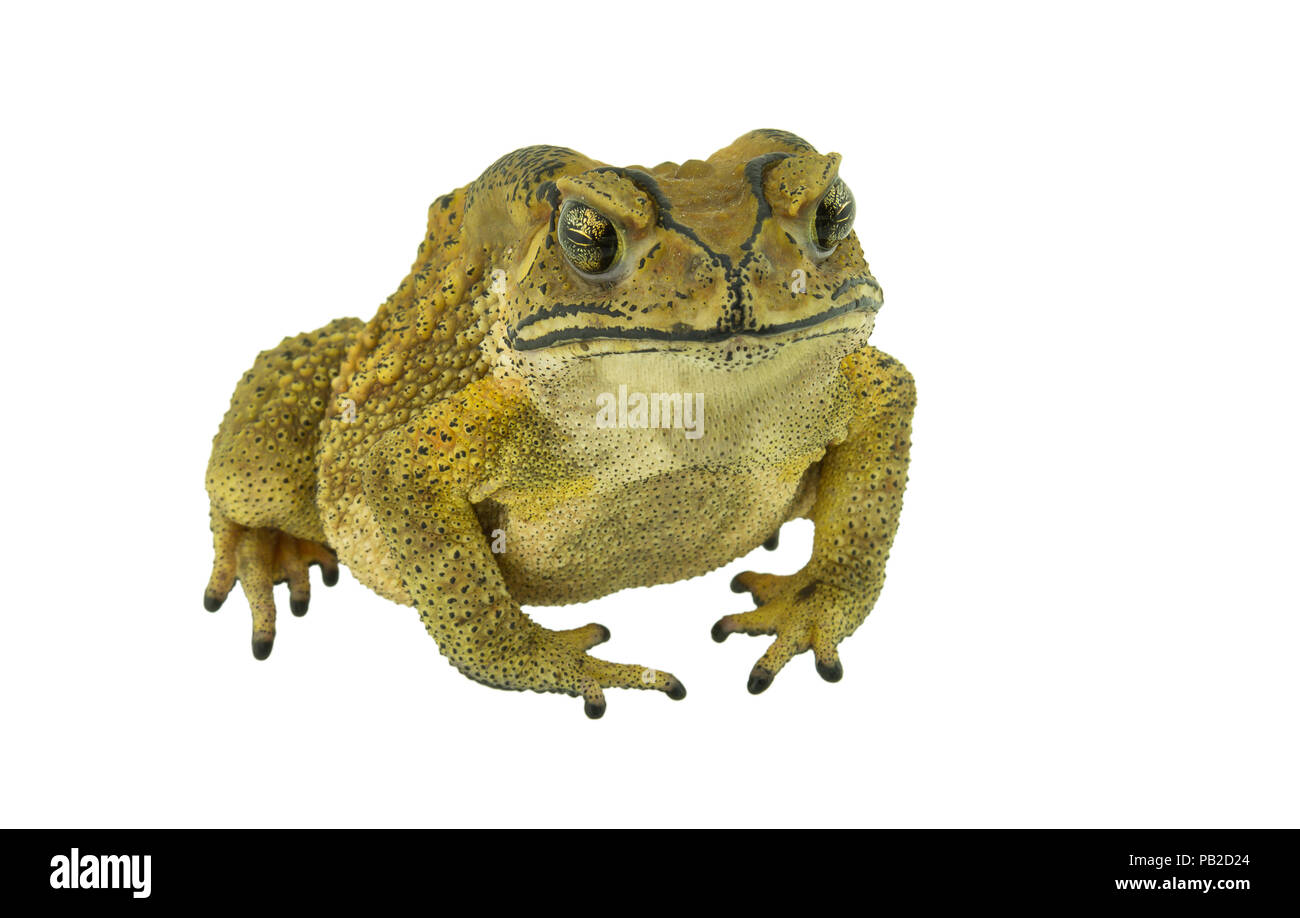Toad isolated on white background Stock Photo - Alamy