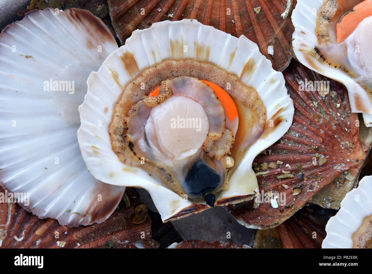 ракушка гребешок. мясо морского гребешка. морской гребешок scallops. морские гребешки сердечницы. устрицы мидии морские гребешки.
