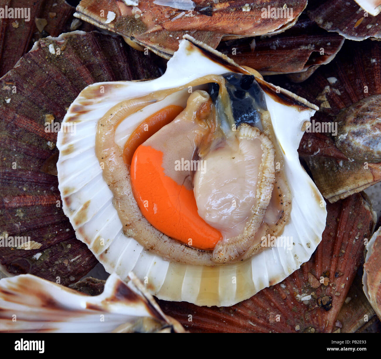 scallops in the shell Stock Photo Alamy
