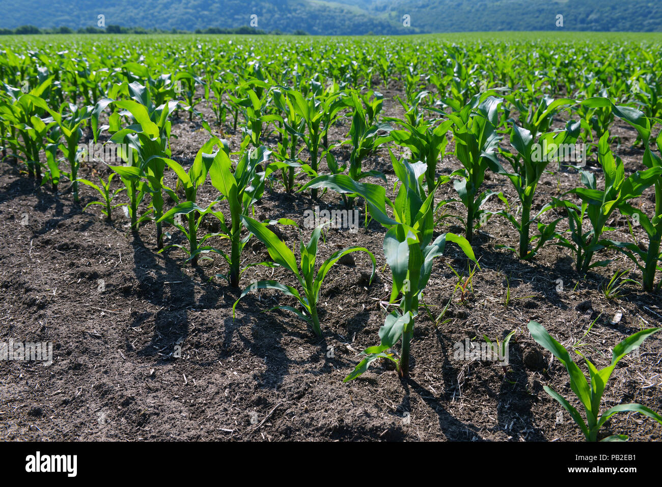 Field corn in the factory Stock Photo