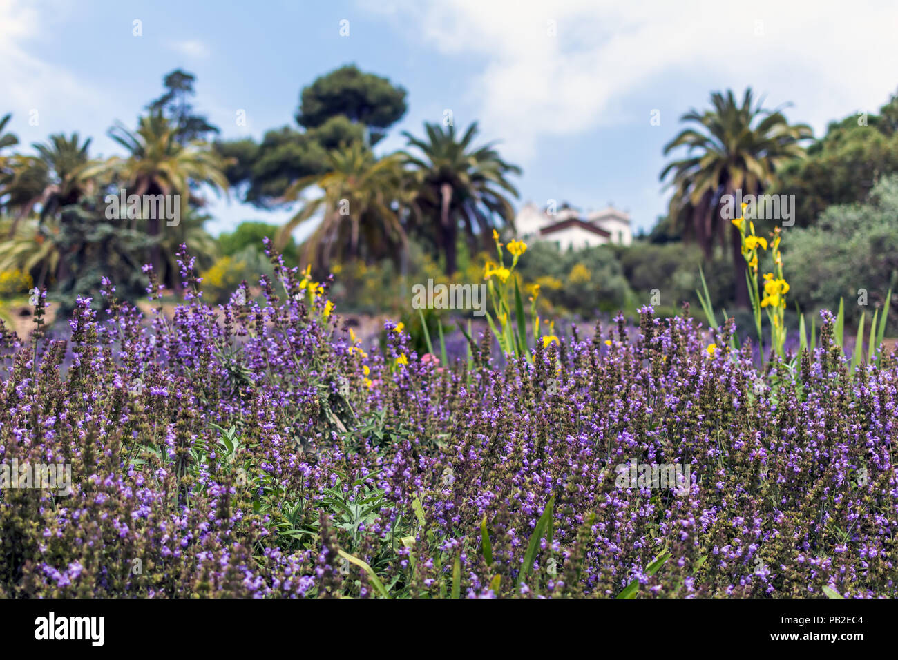 Lush purple sage flowers (Salvia officinalis) with Casa Marti Trias i Domenech (house of Marti Trias i Domenech) and palms in the background in the Pa Stock Photo