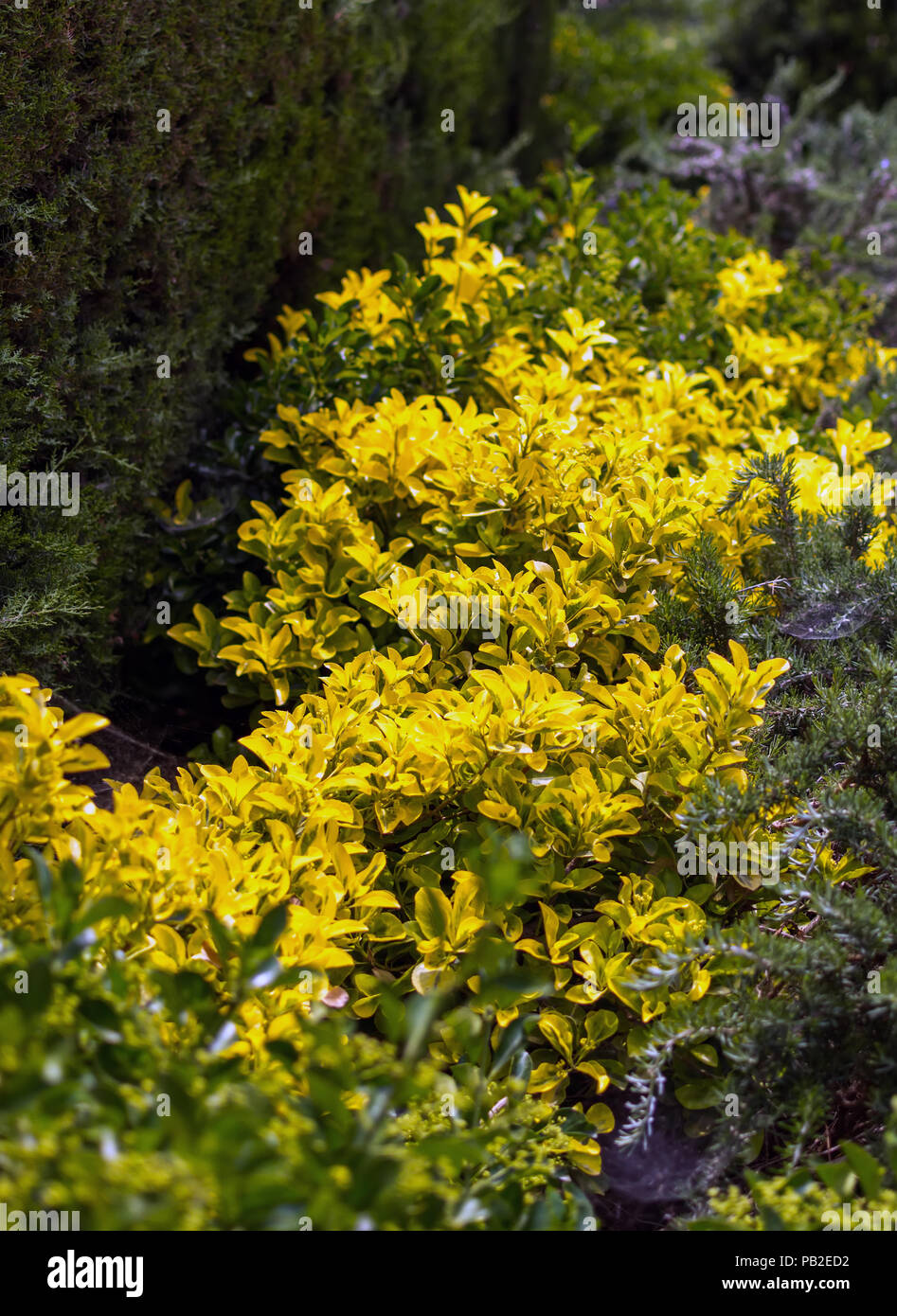 Golden euonymus (Euonymus japonicus ‘Aureo-marginatus’) shrub, also known as Japanese Spindletree and Japanese Euonymus. Stock Photo
