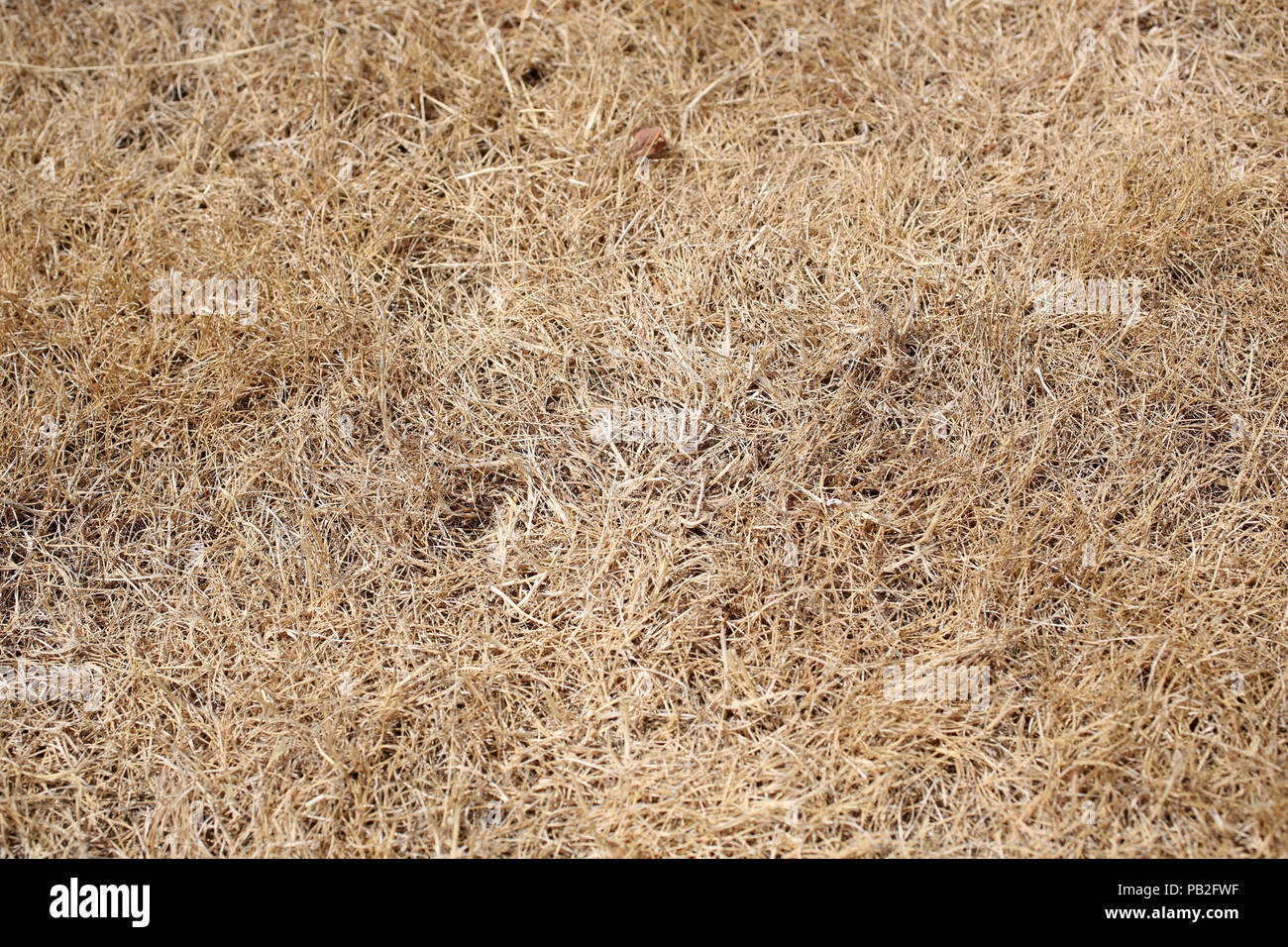 Dead grass burnt yellow by the sun pictured in Chichester, West Sussex, UK. Stock Photo