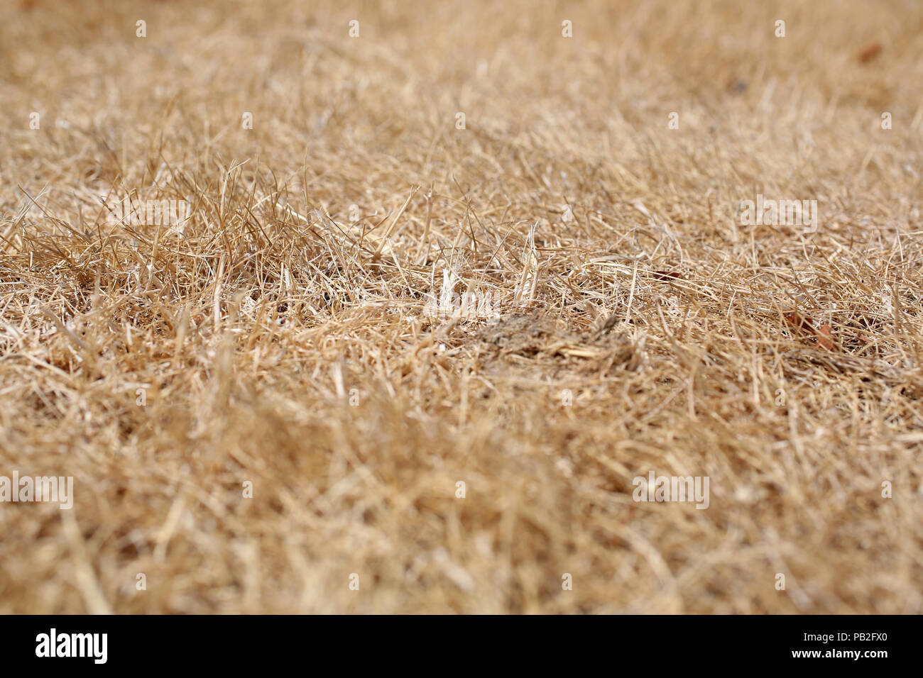 Dead grass burnt yellow by the sun pictured in Chichester, West Sussex, UK. Stock Photo