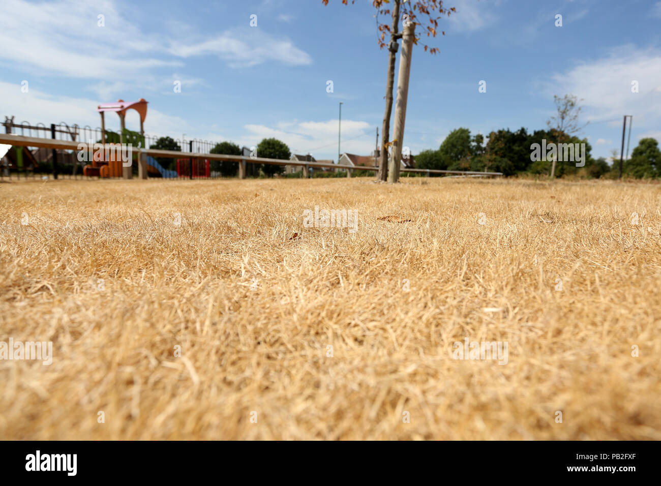 Dead grass burnt yellow by the sun pictured in Chichester, West Sussex, UK. Stock Photo