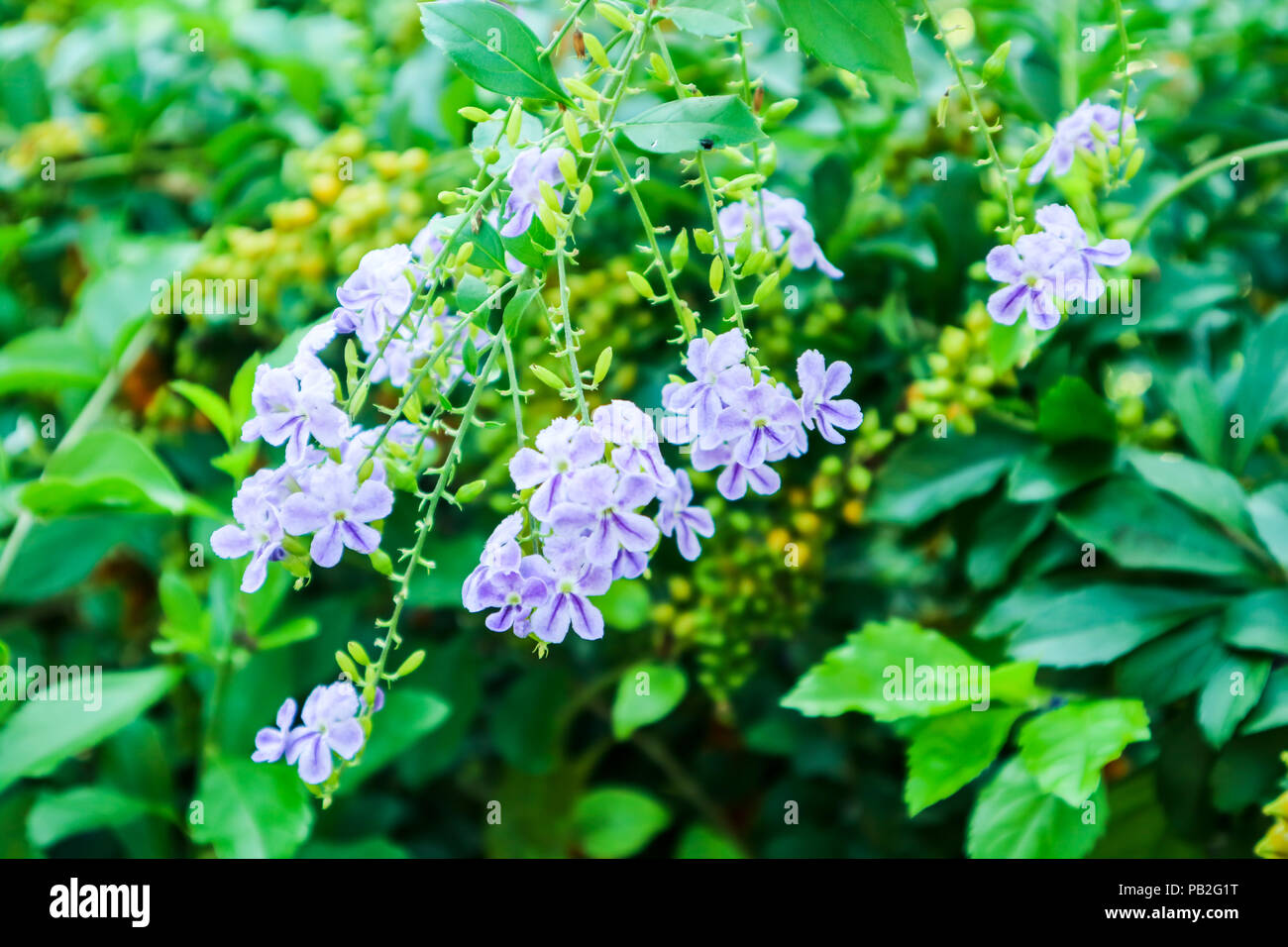 Golden Dew Drop, Pigeon Berry, Sky Flower ( Duranta erecta ), The