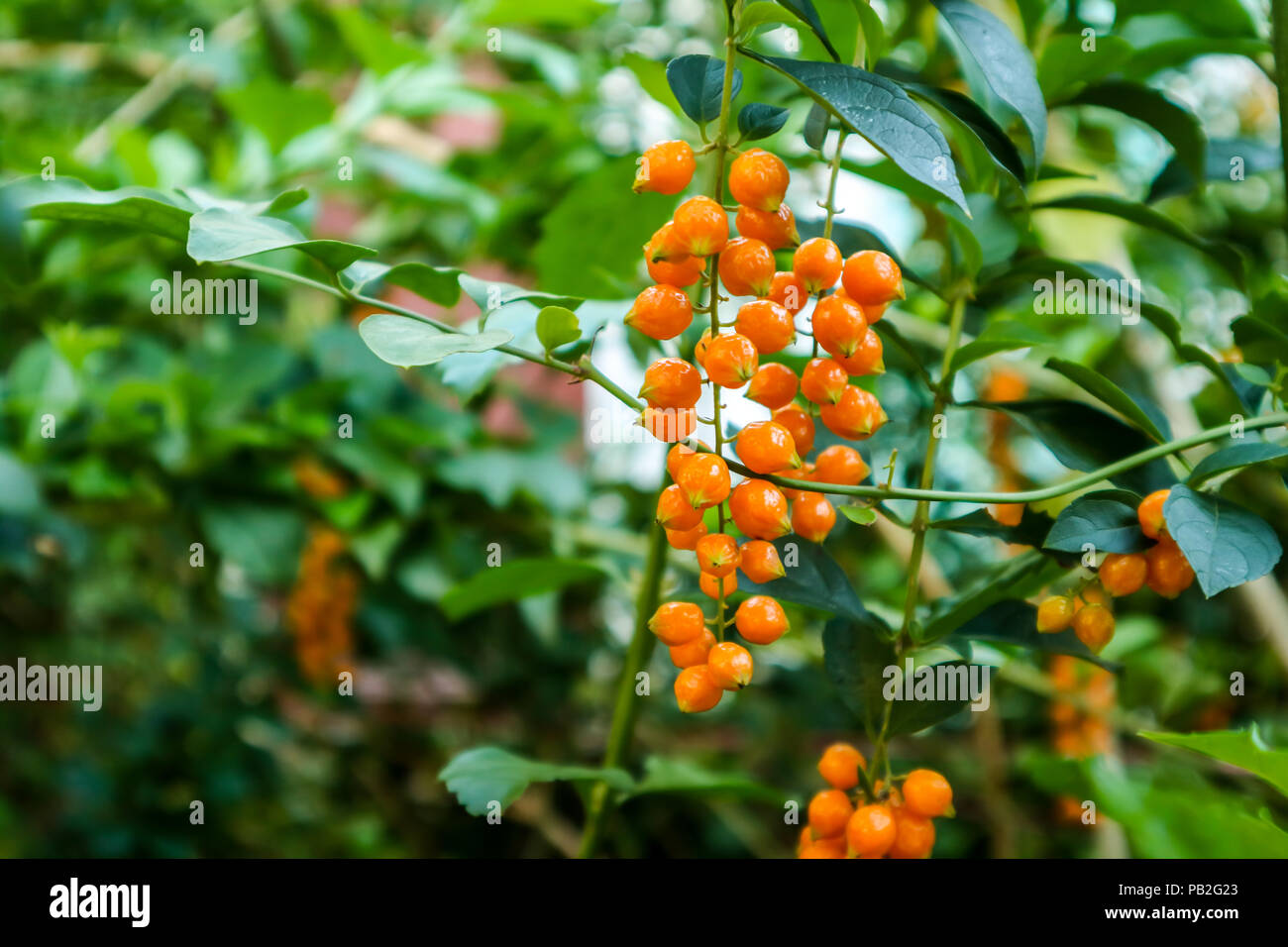 Golden Dew Drop, Pigeon Berry, Sky Flower ( Duranta erecta ), The