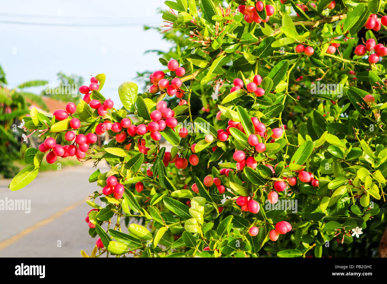 Carunda or Karonda fruit used to herb and medicine, red berry fruit and green leaves Stock Photo