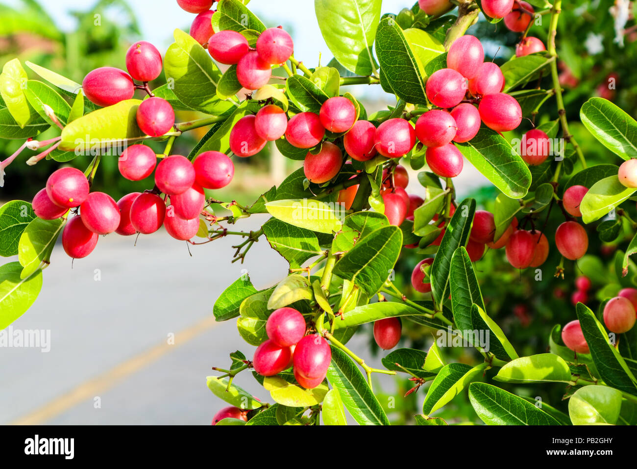 Carunda or Karonda fruit used to herb and medicine, red berry fruit and green leaves Stock Photo