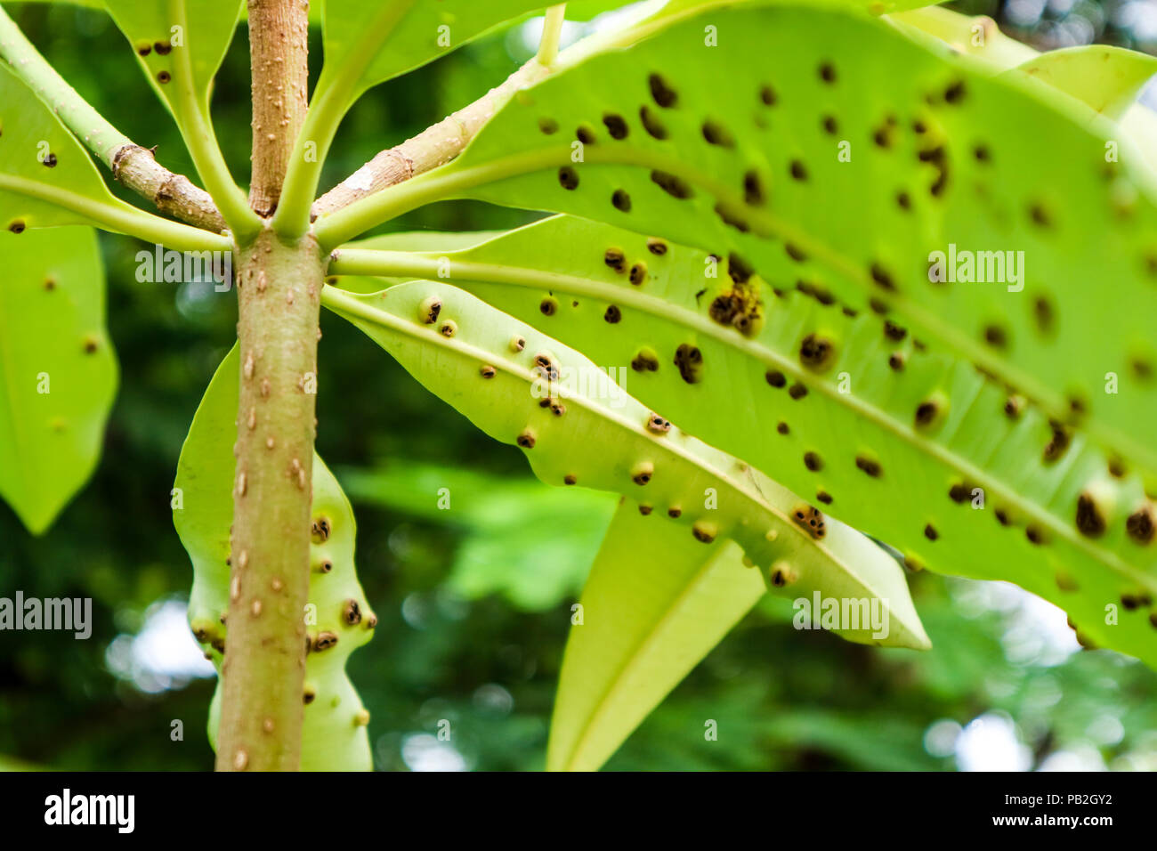 Frog-eye leaf spot or Cercospora diseases on leaves of Suicide tree Stock Photo