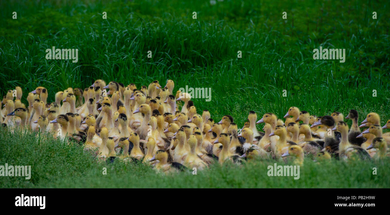 Group of young yellow ducks breeding in a near tall grass, Gironde