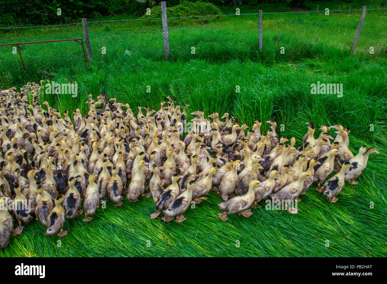 Group of young yellow ducks breeding in a near tall grass, Gironde
