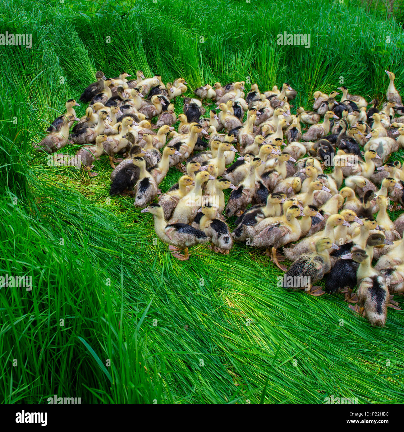 Group of young yellow ducks breeding in a near tall grass, Gironde