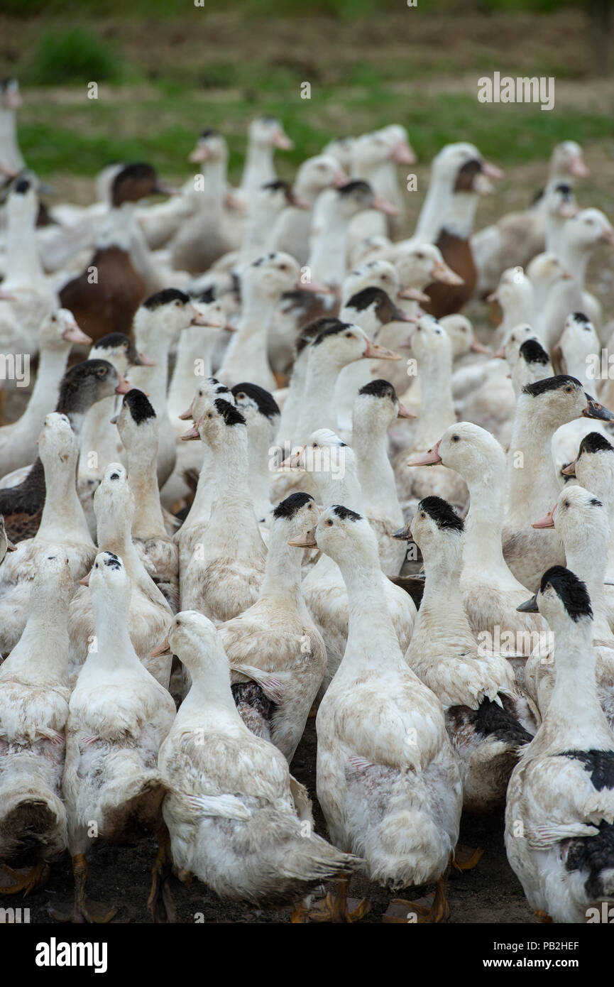 Group of white ducks breeding in a near tall grass in farm, Gironde, France Stock Photo