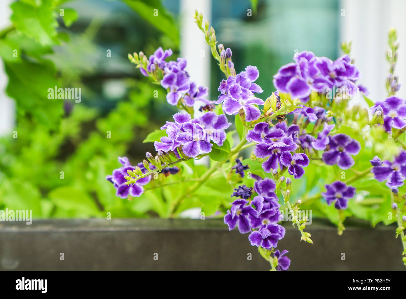 Golden Dew Drop, Pigeon Berry, Sky Flower ( Duranta erecta ), The