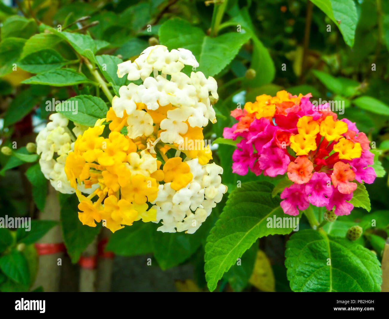 Lantana Colorful White Yellow Tone Beauty Flower In Garden Stock Photo Alamy Lantana Colorful White Yellow Tone Beauty Flower In Garden Stock Photo Alamy