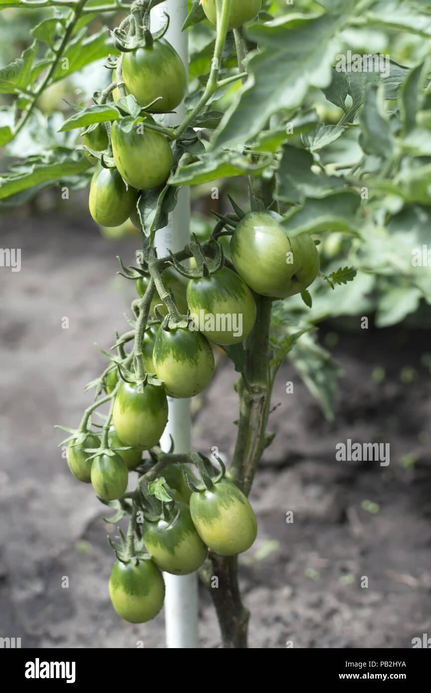 green cherry tomatoes on a branch in the garden Stock Photo - Alamy