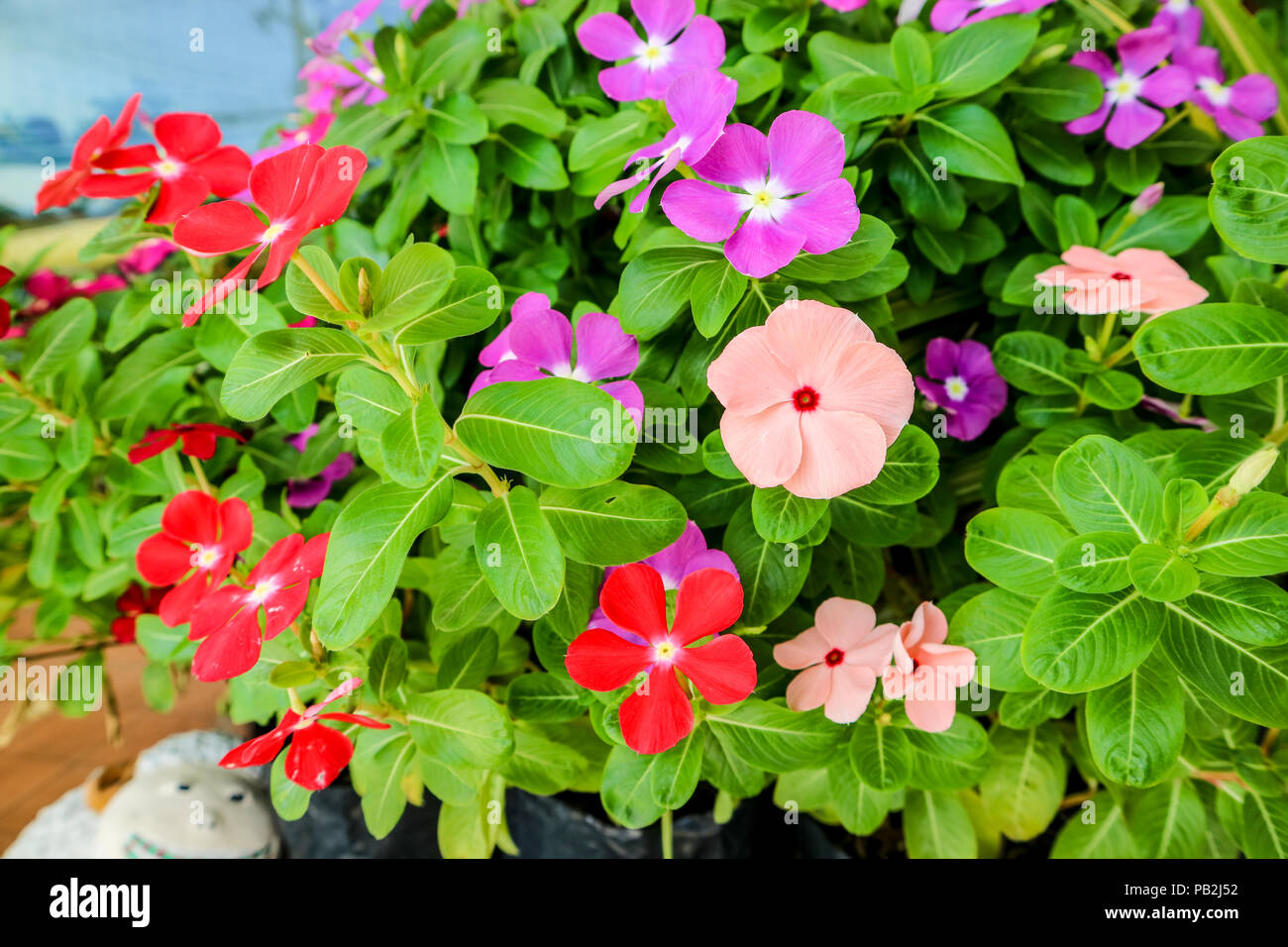 watercress has one meaning; Very rarely used. Noun. Madagasgar ...