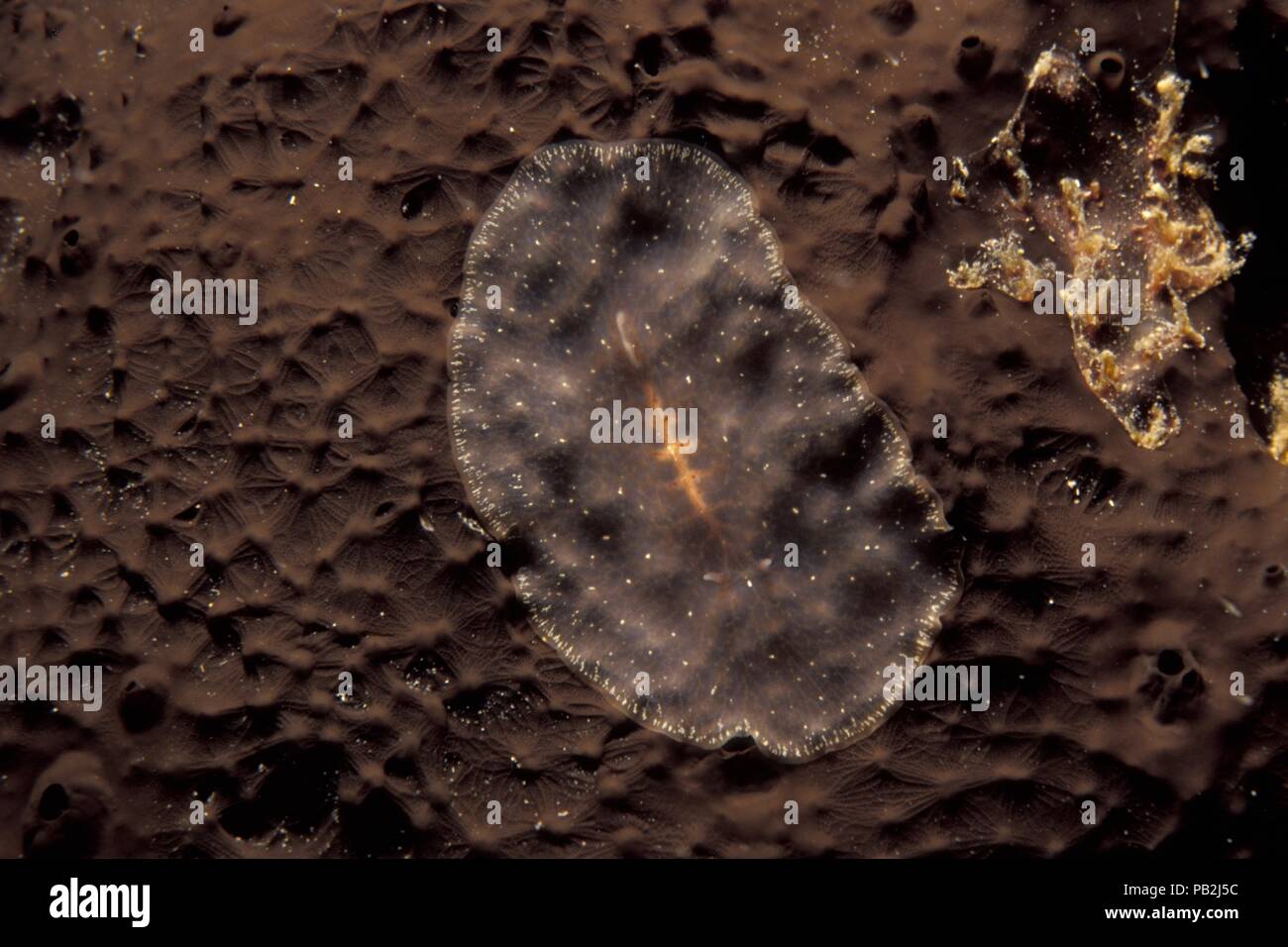 transparent flatworm, Transparenter Plattwurm, Planocera sp., Ibiza, Mediterranean, Mittelmeer Stock Photo