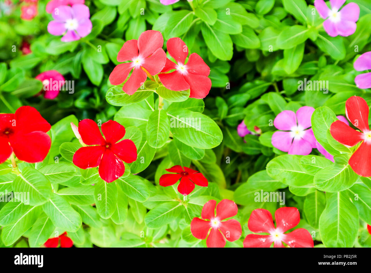 watercress has one meaning; Very rarely used. Noun. Madagasgar Periwinkle ; Vinca ; Old Maid Stock Photo