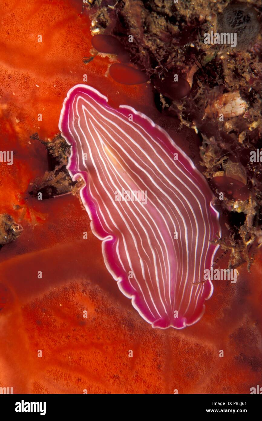 pink flatworm, Rosaweiß-gestreifter Plattwurm, Prostheceraeus roseus, Ibiza, Mediterranean, Mittelmeer Stock Photo