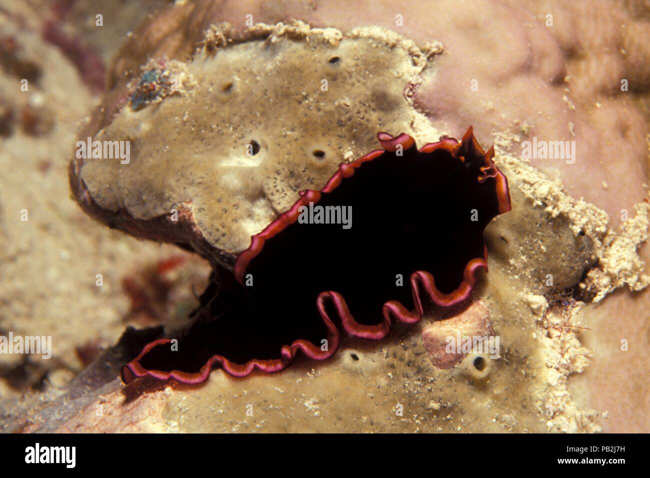 glorious flatworm, Gloriosus-Plattwurm, Pseudobiceros gloriosus, maldives, Malediven Stock Photo