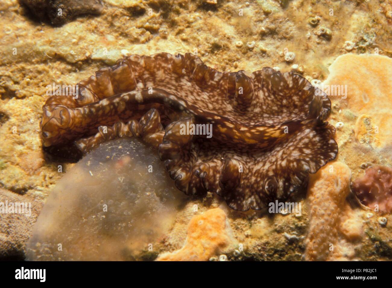 Marine flatworm, Großer Horn-Plattwurm, Pseudoceros maximus, Mediterranean, Mittelmeer Stock Photo